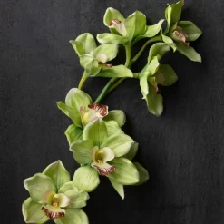 Tropical Cymbidium Stem by Ashland®