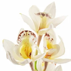 Tropical Cymbidium Stem by Ashland®
