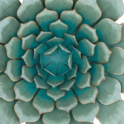 Turquoise Iron Succulent Traditional Wall Décor