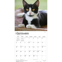 Tuxedo Cats | 2027 12 x 24 Inch (Hanging) Monthly Square Wall Calendar | Plastic-Free