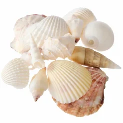 U.S. Shell Light Shell Mix with Starfish Gift Pack