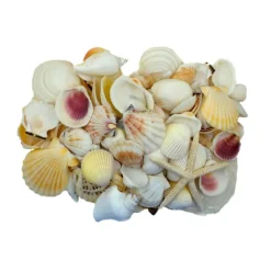 U.S. Shell Light Shell Mix with Starfish Gift Pack