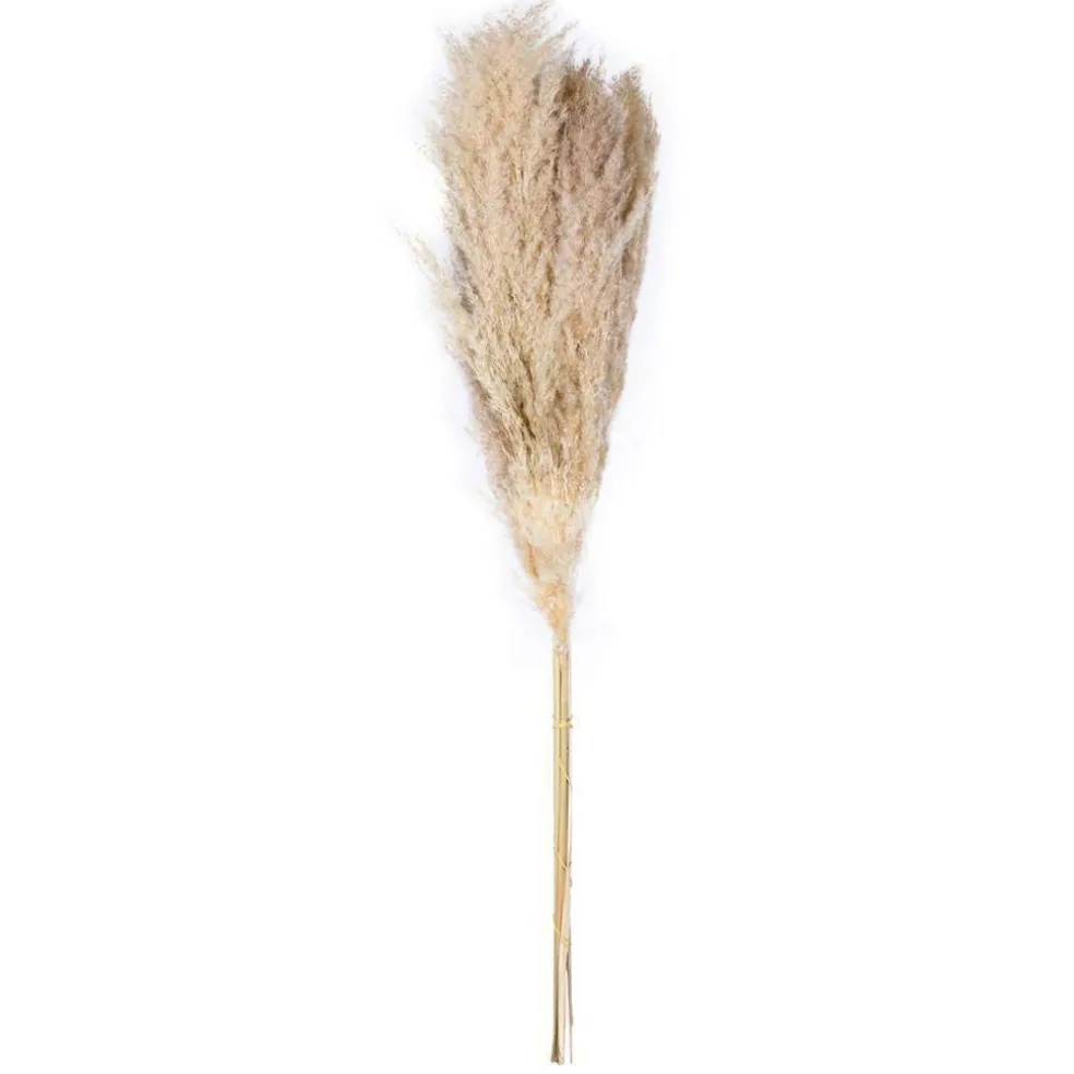 Vickerman 46" Dried Natural Pampas Grass, 6 pieces per Pack