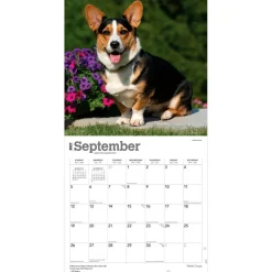 Welsh Corgis | 2027 12 x 24 Inch (Hanging) Monthly Square Wall Calendar | Plastic-Free