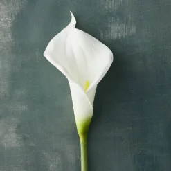 White Calla Lily Stem by Ashland®