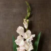 White Gladiolus Stem by Ashland®