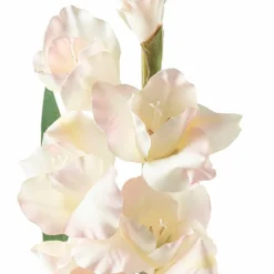 White Gladiolus Stem by Ashland®