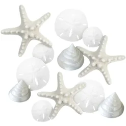 White Nautical Shell Mix Small 12 Piece Mix of White Knobby Starfish, Sand Dollars, Mother of Pearl Turbo Shells for Crafts