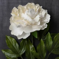 White Peony Stem by Ashland®