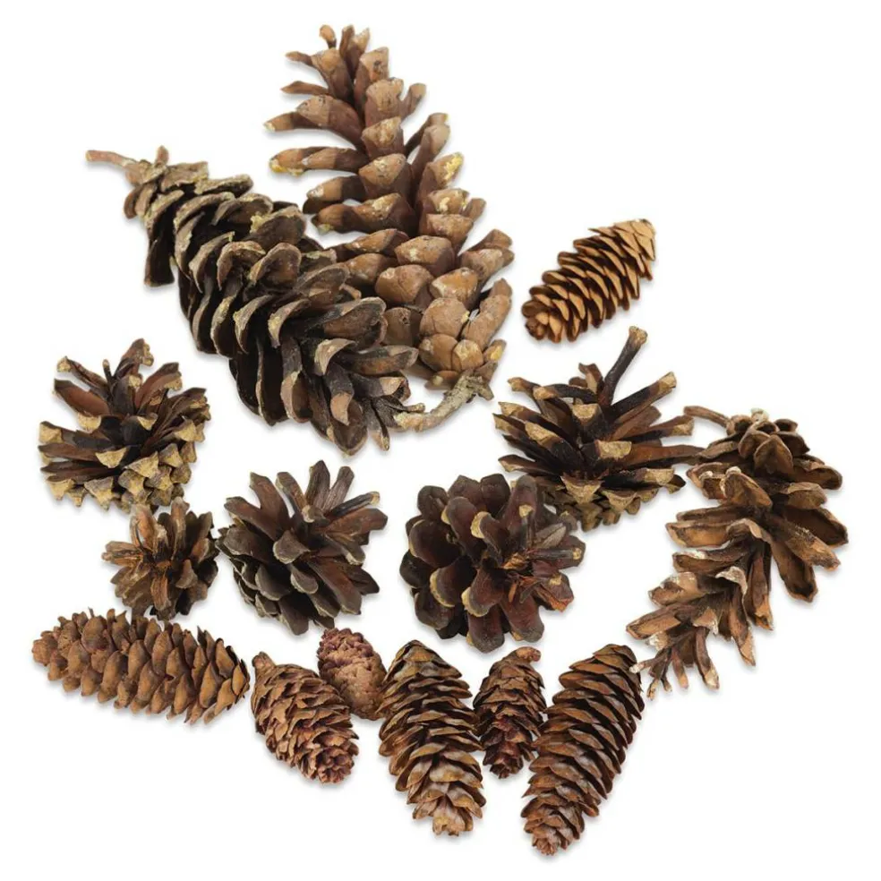 Winter Woods Pine Cones - Mixed Pine Cones, 16 Pieces