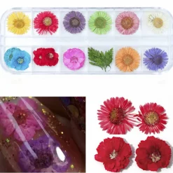Wrapables Real Dry Flowers Nail Art 3d Flower Nail Decals Nail Manicure with Plastic Case (Set of 12), Daisies