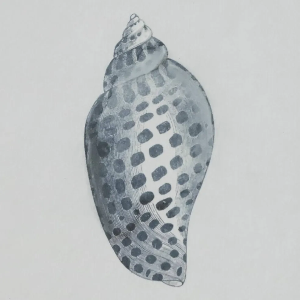 11" x 14" Blue Spotted Shell Art Wall Décor by Ashland®