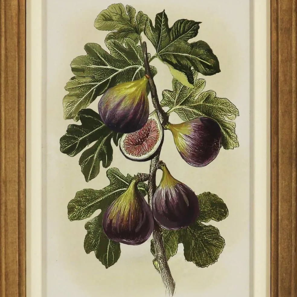 7" x 11.5" Fig Wall Art Décor by Ashland®